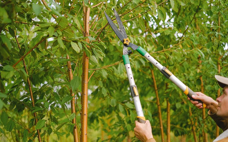 Tree trimming in Malden, MO